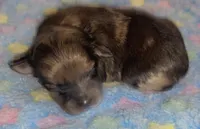 AKC Choc Merle, a female Pomeranian for sale in Asbury, NJ – Photo 5 of 6
