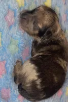 AKC Choc Merle, a female Pomeranian for sale in Asbury, NJ – Photo 1 of 6