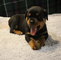 Chase, a male Rottweiler for sale in Dublin, GA – 4 of 7
