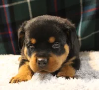Piper, a female Rottweiler for sale in Dublin, GA – 3 of 5