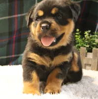Khloe, a female Rottweiler for sale in Dublin, GA – 2 of 7