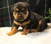 Khloe, a female Rottweiler for sale in Dublin, GA – 5 of 7