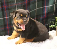 Bruno, a male Rottweiler for sale in Dublin, GA – 3 of 7