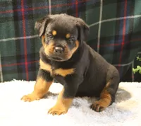 Bruno, a male Rottweiler for sale in Dublin, GA – 5 of 7