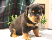 Piper, a female Rottweiler for sale in Dublin, GA – 1 of 5