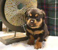 Khloe, a female Rottweiler for sale in Dublin, GA – 4 of 7