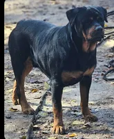 Piper, a female Rottweiler for sale in Dublin, GA – 5 of 5