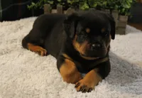 Bruno, a male Rottweiler for sale in Dublin, GA – 2 of 7