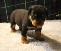 Chase, a male Rottweiler for sale in Dublin, GA – 2 of 7