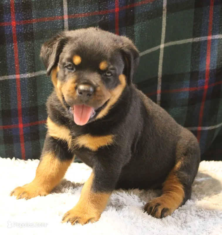Bruno – Rottweiler puppy for sale in Dublin, GA