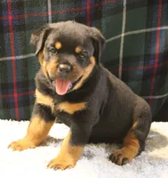 Bruno, a male Rottweiler for sale in Dublin, GA – 1 of 7