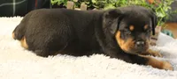 Bruno, a male Rottweiler for sale in Dublin, GA – 4 of 7