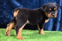 Phoebe, a female Rottweiler for sale in Dublin, GA – Photo 2 of 6