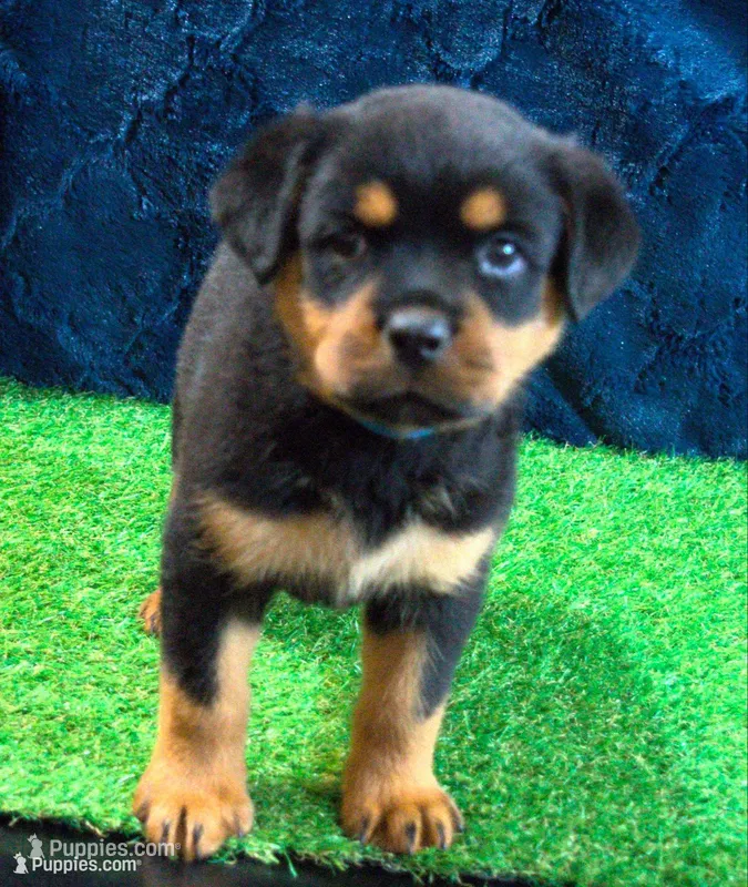 Phoebe – Rottweiler puppy for sale in Dublin, GA
