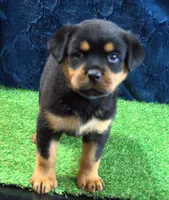 Phoebe, a female Rottweiler for sale in Dublin, GA – Photo 4 of 6