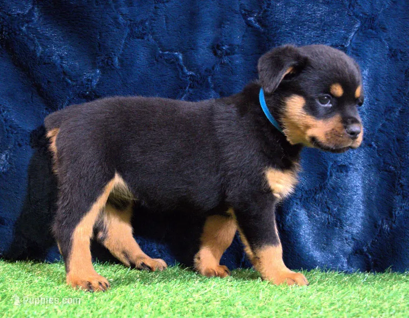 Phoebe – Rottweiler puppy for sale in Dublin, GA