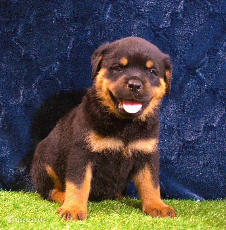 Brutus – Rottweiler puppy for sale in Dublin, GA