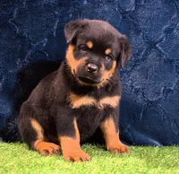 Brutus, a male Rottweiler for sale in Dublin, GA – Photo 4 of 6