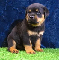 Brutus, a male Rottweiler for sale in Dublin, GA – Photo 3 of 6