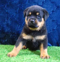 Brutus, a male Rottweiler for sale in Dublin, GA – Photo 2 of 6