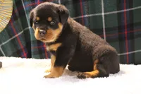 Piper, a female Rottweiler for sale in Dublin, GA – 2 of 5