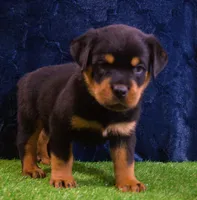 Chase, a male Rottweiler for sale in Dublin, GA – Photo 4 of 7