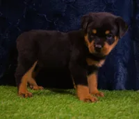 Chase, a male Rottweiler for sale in Dublin, GA – Photo 3 of 7