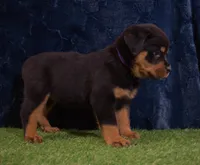 Chase, a male Rottweiler for sale in Dublin, GA – Photo 2 of 7