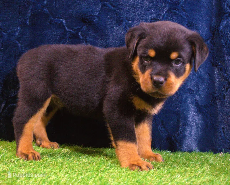 Chase – Rottweiler puppy for sale in Dublin, GA