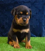 Chase, a male Rottweiler for sale in Dublin, GA – Photo 5 of 7