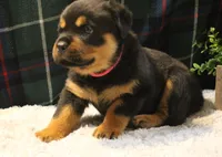 Khloe, a female Rottweiler for sale in Dublin, GA – 3 of 7