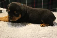 Chase, a male Rottweiler for sale in Dublin, GA – 3 of 7