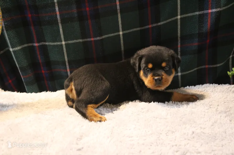 Chase – Rottweiler puppy for sale in Dublin, GA