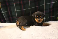 Chase, a male Rottweiler for sale in Dublin, GA – 1 of 7