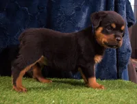 Zeus, a male Rottweiler for sale in Dublin, GA – Photo 2 of 6