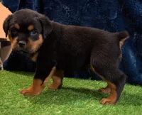 Zeus, a male Rottweiler for sale in Dublin, GA – Photo 3 of 6