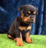 Zeus, a male Rottweiler for sale in Dublin, GA – Photo 4 of 6