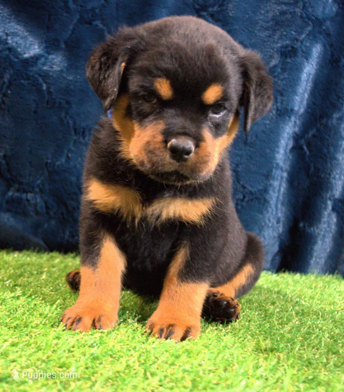 Zeus – Rottweiler puppy for sale in Dublin, GA