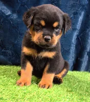 Zeus, a male Rottweiler for sale in Dublin, GA – Photo 1 of 6