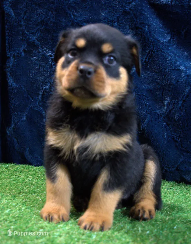 Khole – Rottweiler puppy for sale in Dublin, GA