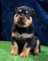 Khole, a female Rottweiler for sale in Dublin, GA – Photo 1 of 6