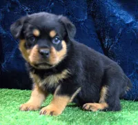 Khole, a female Rottweiler for sale in Dublin, GA – Photo 2 of 6