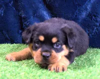 Khole, a female Rottweiler for sale in Dublin, GA – Photo 3 of 6