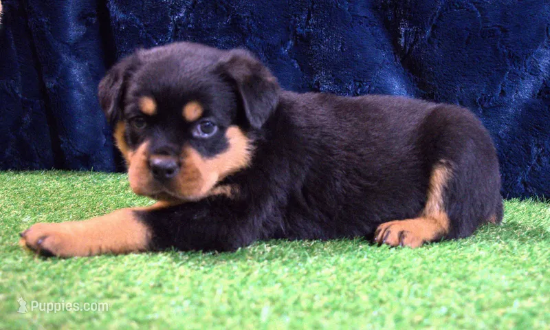 Khole – Rottweiler puppy for sale in Dublin, GA