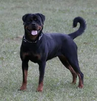 Khole, a female Rottweiler for sale in Dublin, GA – Photo 5 of 6
