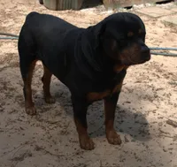 Khole, a female Rottweiler for sale in Dublin, GA – Photo 6 of 6