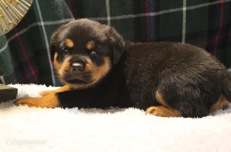 Khloe – Rottweiler puppy for sale in Dublin, GA