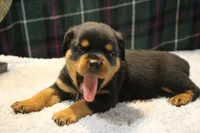 Chase, a male Rottweiler for sale in Dublin, GA – 5 of 7