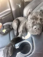 Kyro, a male Cane Corso for sale in Martinez, CA – Photo 3 of 4