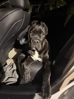 Kyro, a male Cane Corso for sale in Martinez, CA – Photo 2 of 4